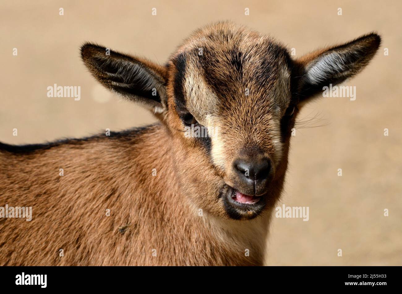 Portrait of lamb sheep of Cameroun(Ovis aries) Stock Photo
