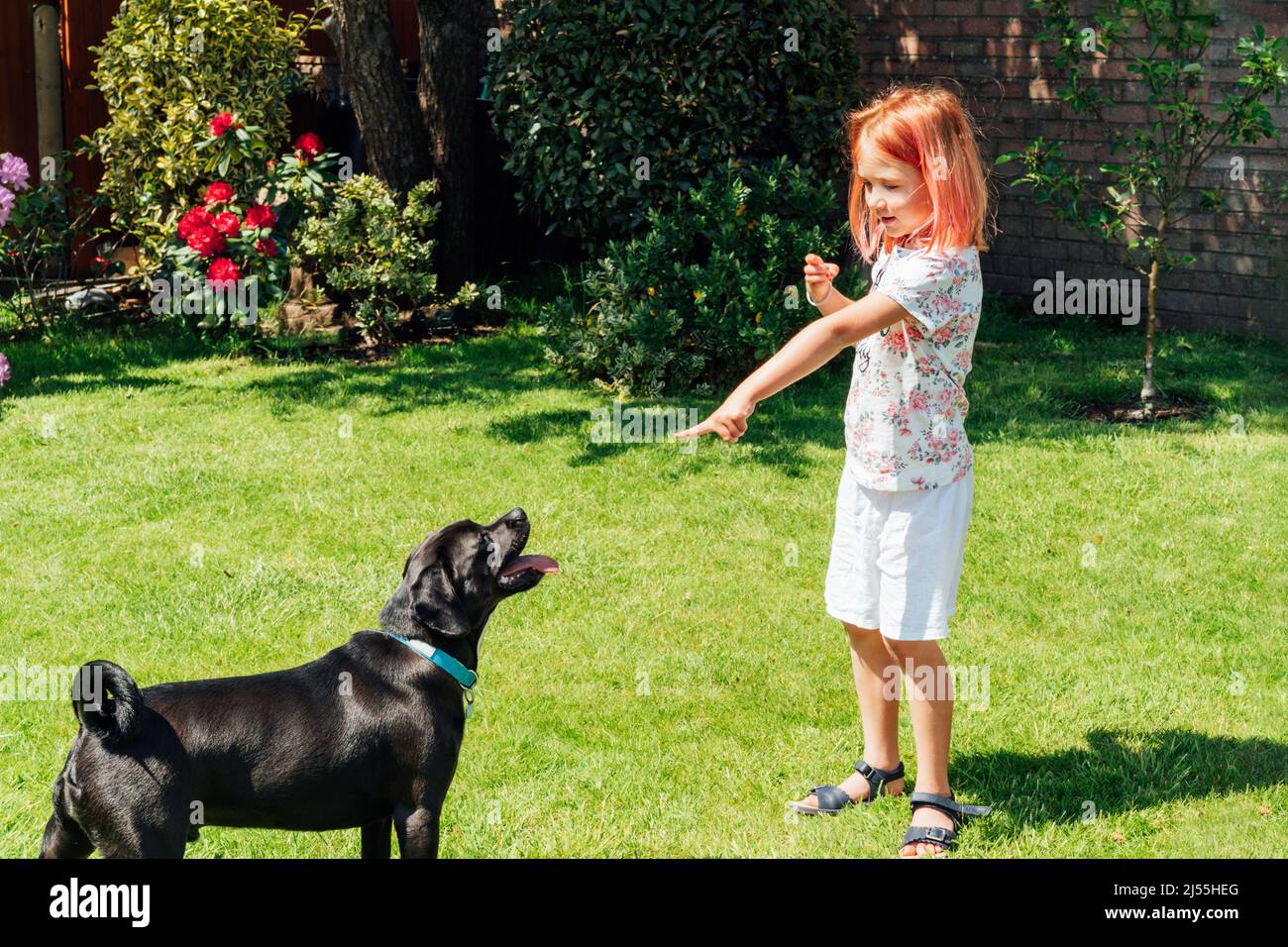 Little girl playing and training her dog on a green lawn in the garden ...