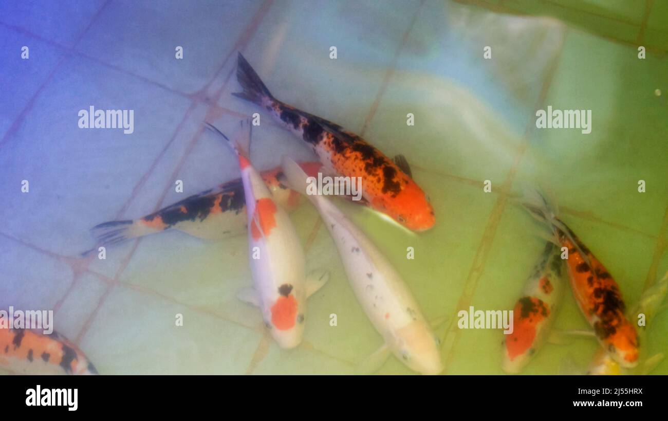 Koi fish natural hi-res stock photography and images - Alamy