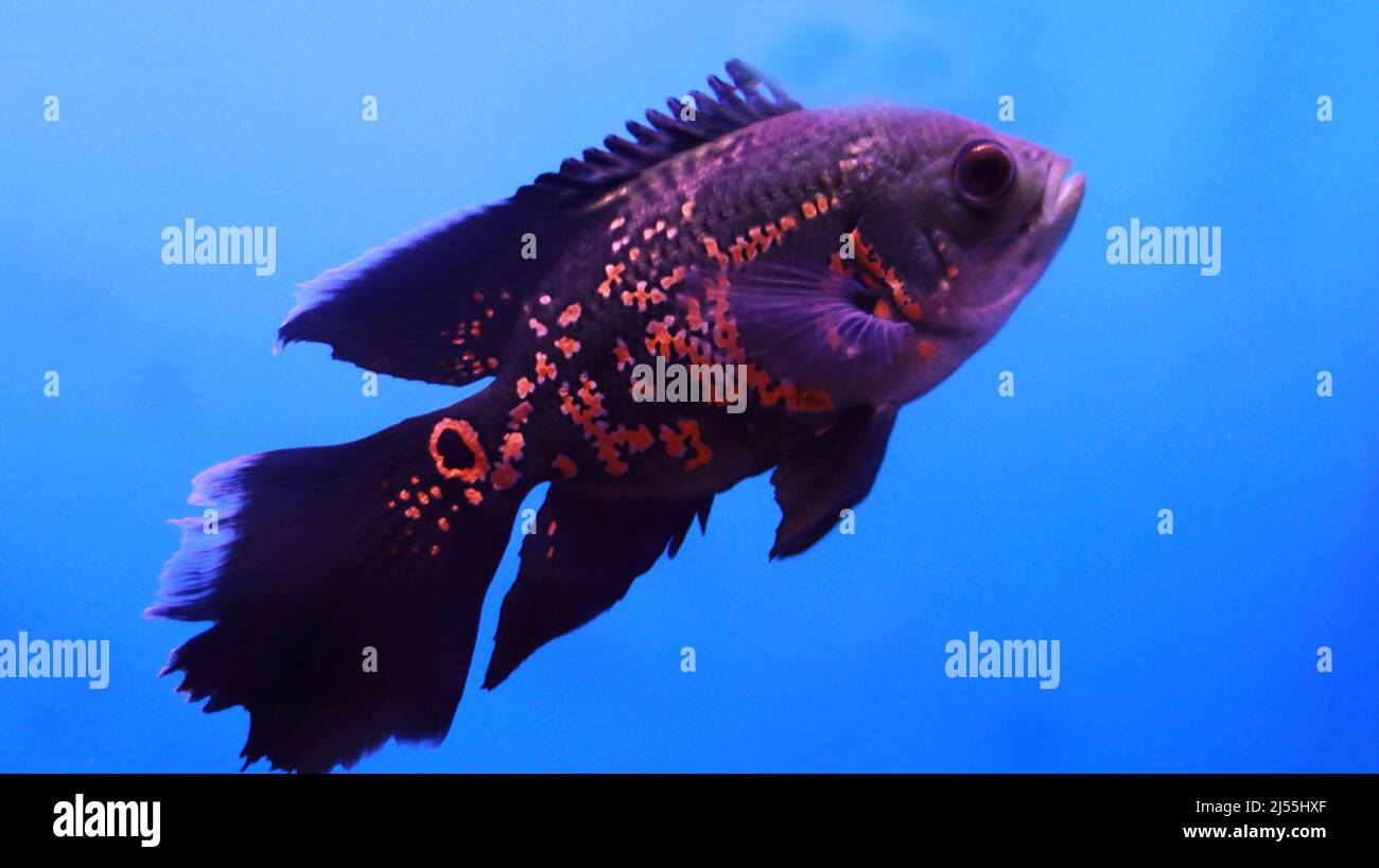 Flowerhorn fish in the water Stock Photo