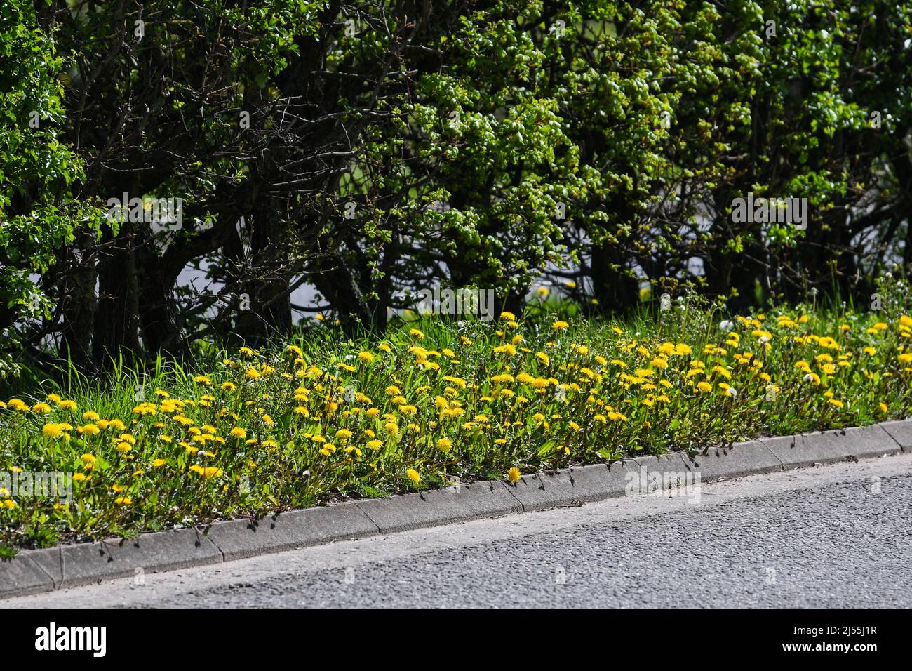 dandelion weed flowering in spring sunshine Stock Photo
