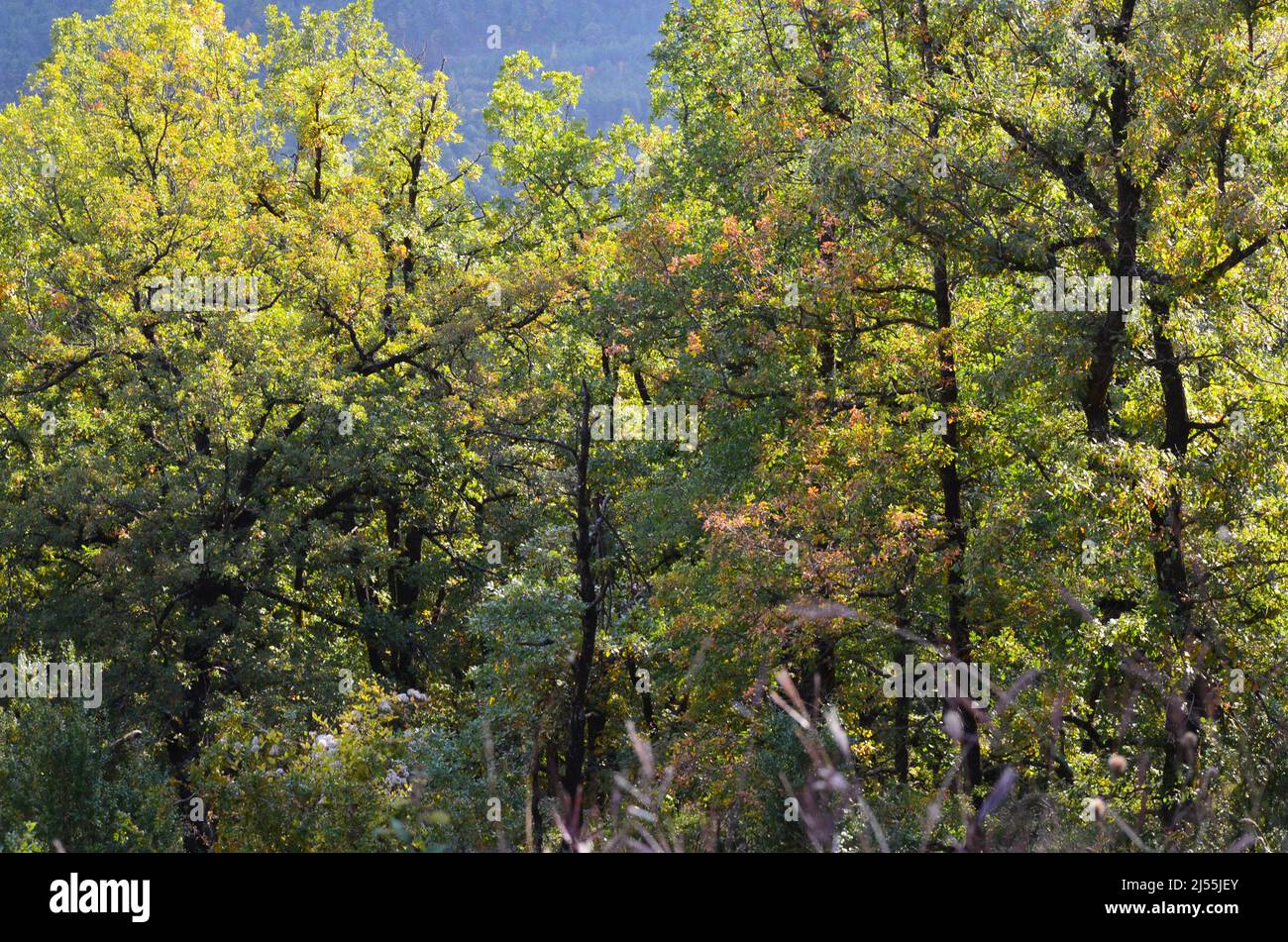 Mixed mountain forests of the Ordesa-Viñamala Biosphere Reserve, Pyrenees Stock Photo