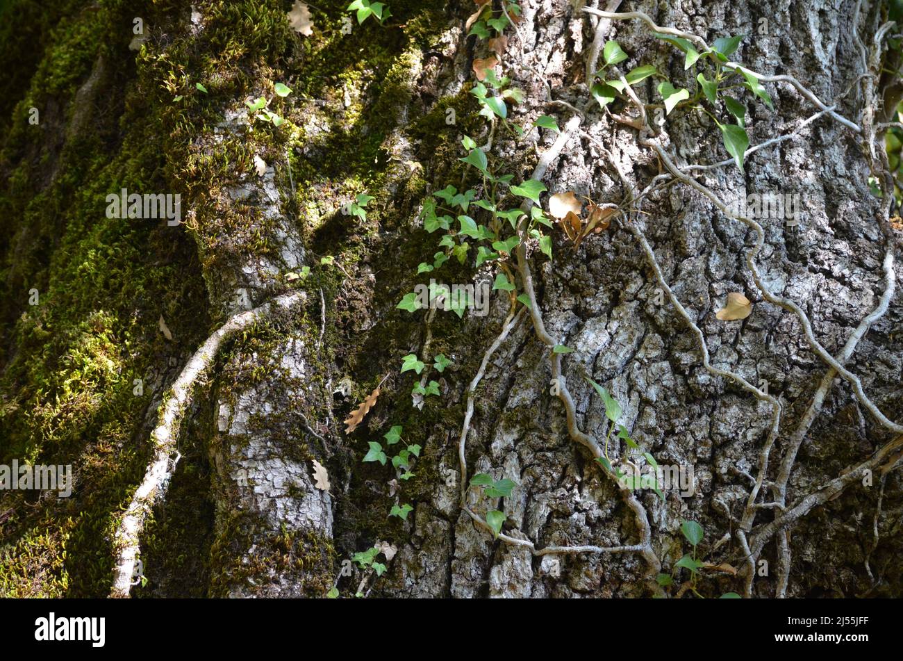 Mixed mountain forests of the Ordesa-Viñamala Biosphere Reserve, Pyrenees Stock Photo