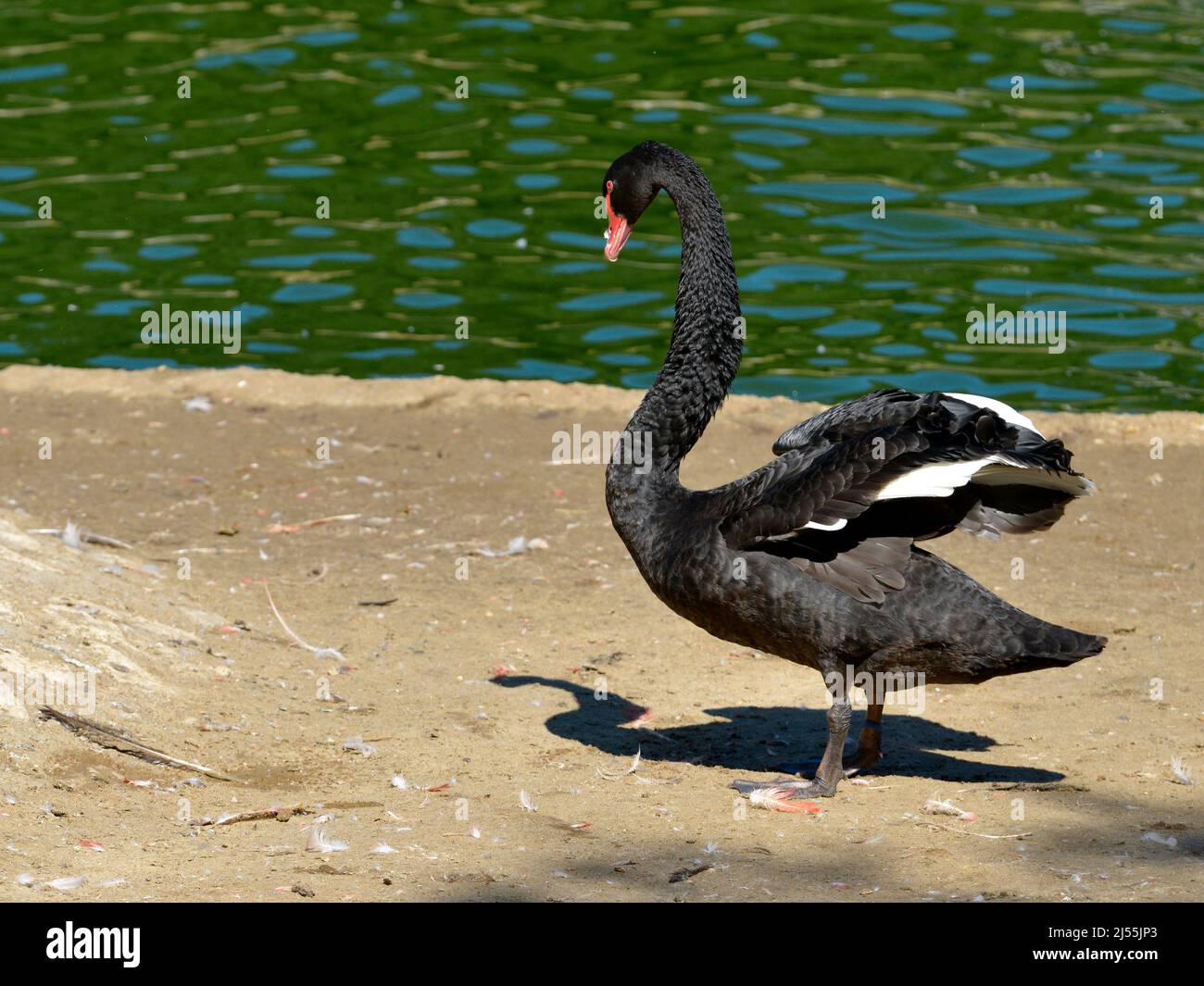 Black swan (Cygnus atratus) standing on ground near a pond Stock Photo