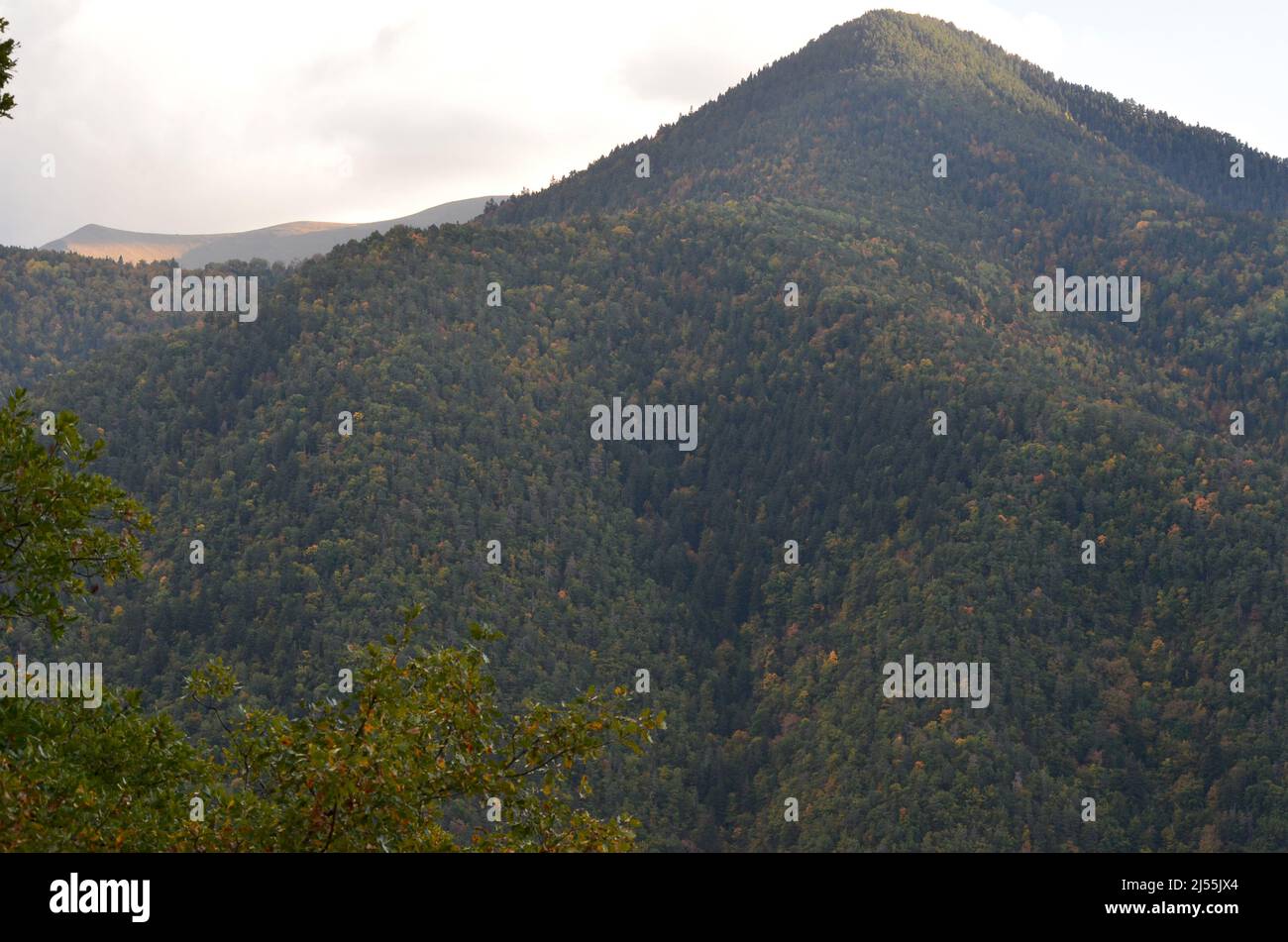 Mixed mountain forests of the Ordesa-Viñamala Biosphere Reserve, Pyrenees Stock Photo