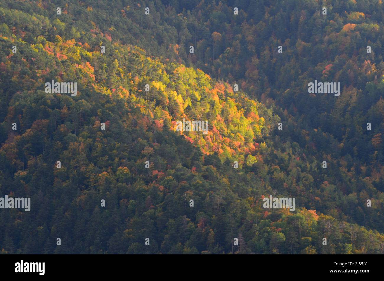 Mixed mountain forests of the Ordesa-Viñamala Biosphere Reserve, Pyrenees Stock Photo