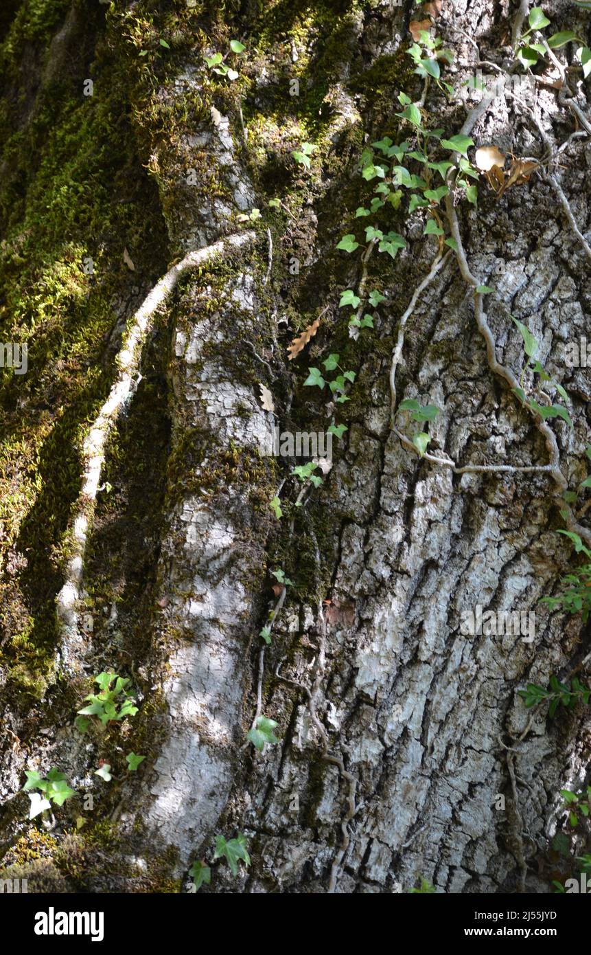 Mixed mountain forests of the Ordesa-Viñamala Biosphere Reserve, Pyrenees Stock Photo