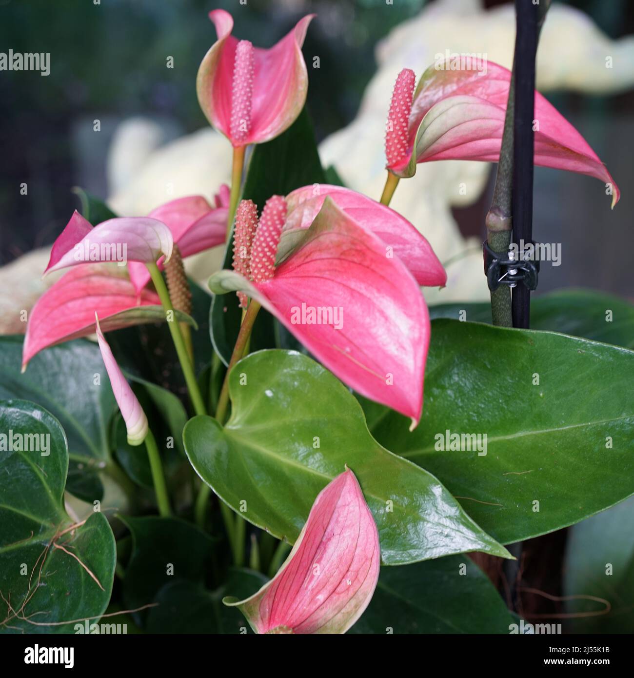 Pink anthurium, tailflower or flamingo flower.  Anthuriums are the largest genus of the arum family, Araceae. Stock Photo
