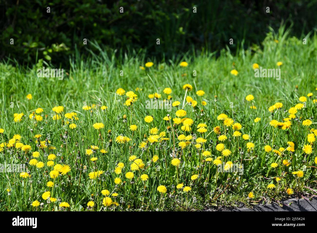 dandelion weed flowering in spring sunshine Stock Photo