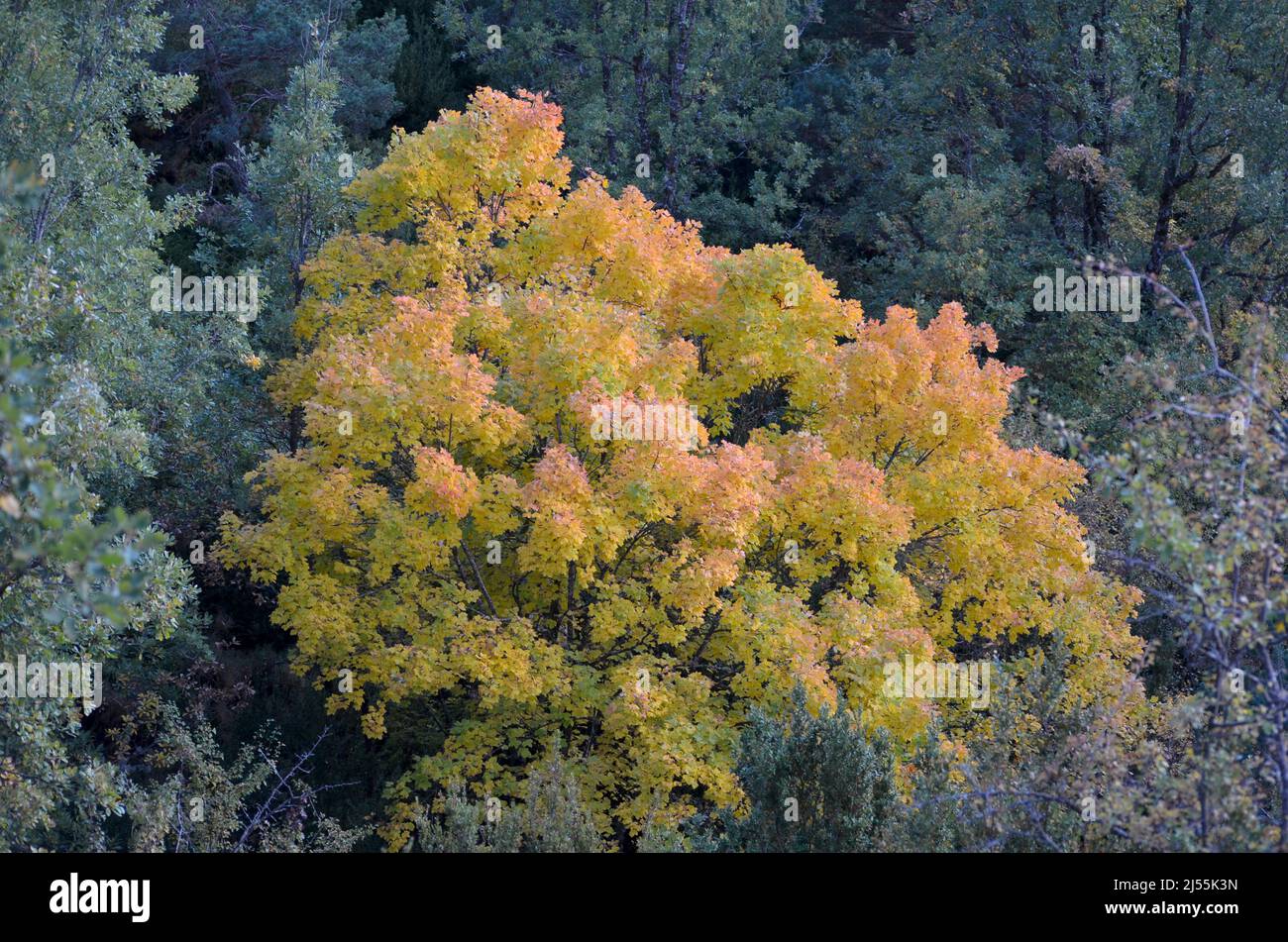 Mixed mountain forests of the Ordesa-Viñamala Biosphere Reserve, Pyrenees Stock Photo