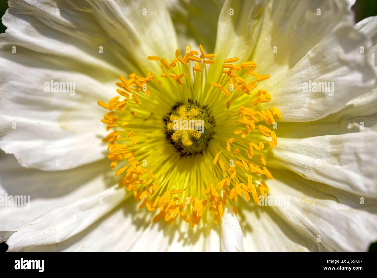 Macro of white papaver flower with yellow stamens and pistil seen from above Stock Photo