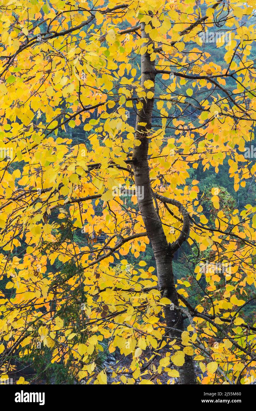 Birch tree north american tree hires stock photography and images Alamy