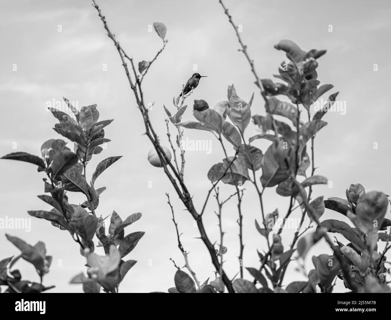 Springtime, a Hummingbird sits perched atop the Lemon Tree Stock Photo