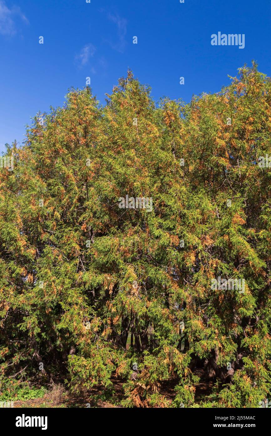 Thuja standishii - Cedar trees in cold hardening state in autumn. Stock Photo
