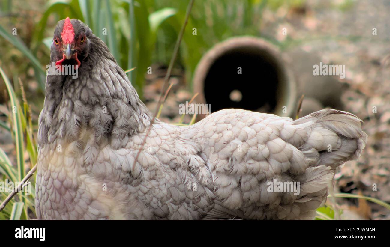 A grey chicken looks at the camera in a garden Stock Photo