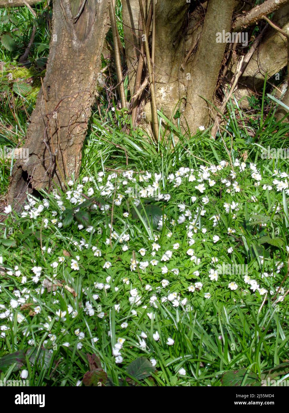 Wood anemone, close up of flower shown in natural habitat, good spring