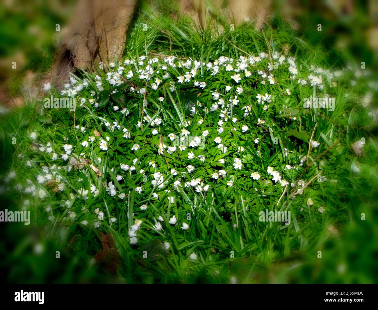Wood anemone, close up of flower shown in natural habitat, good spring