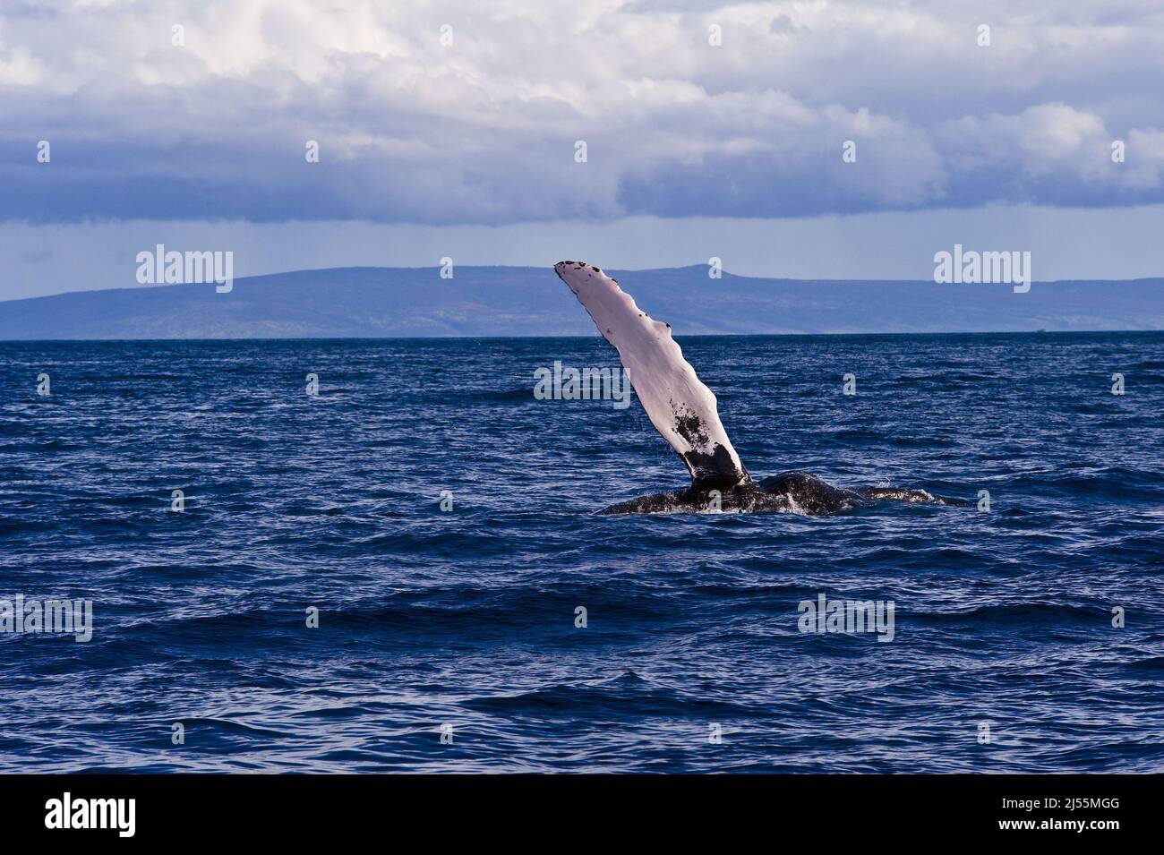 Humpback whale off the coast of Maui, Hawaii "waving" to a passing boat ...