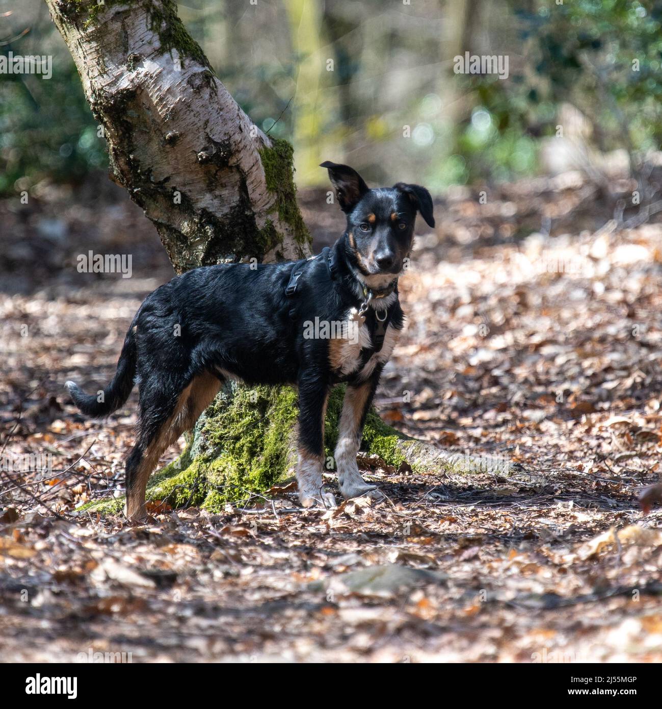 Border Collie playing in the woods Stock Photo