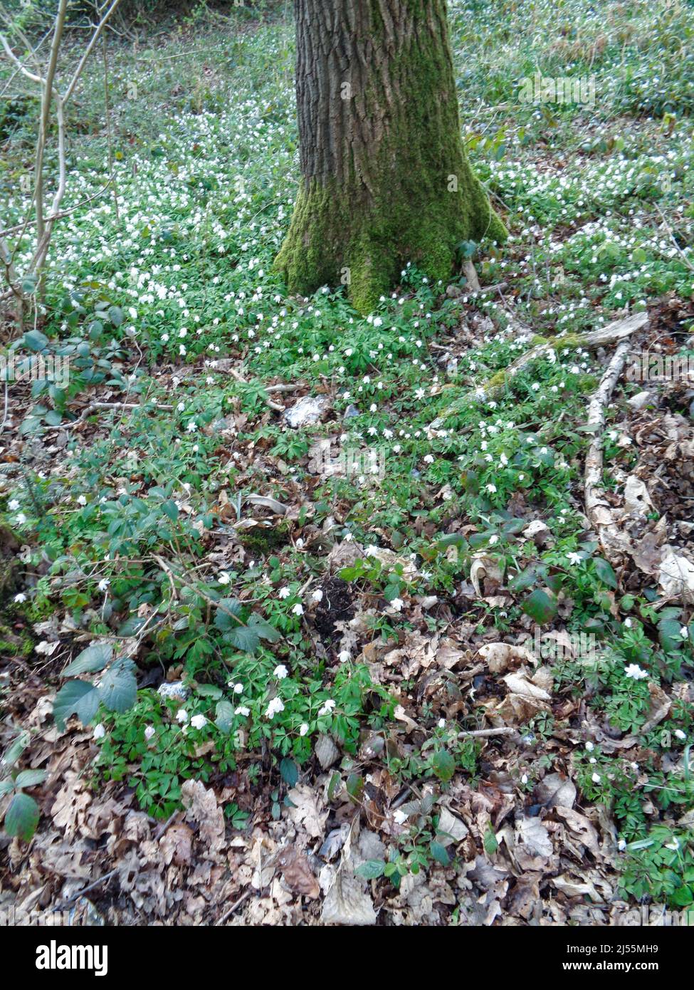 Wood anemone, close up of flower shown in natural habitat, good spring
