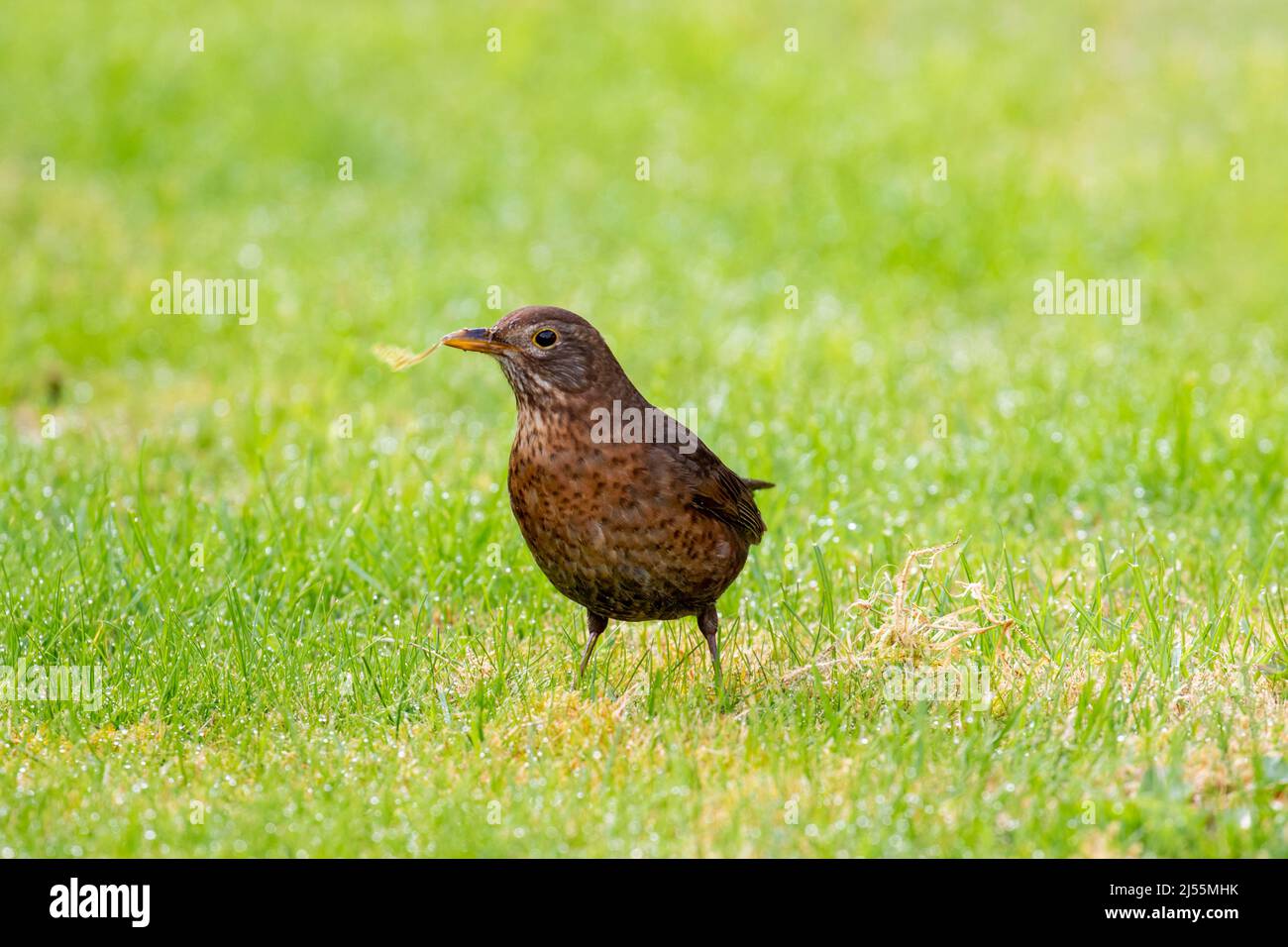 Female blackbird "Turdus merula" with moss in beak during Spring