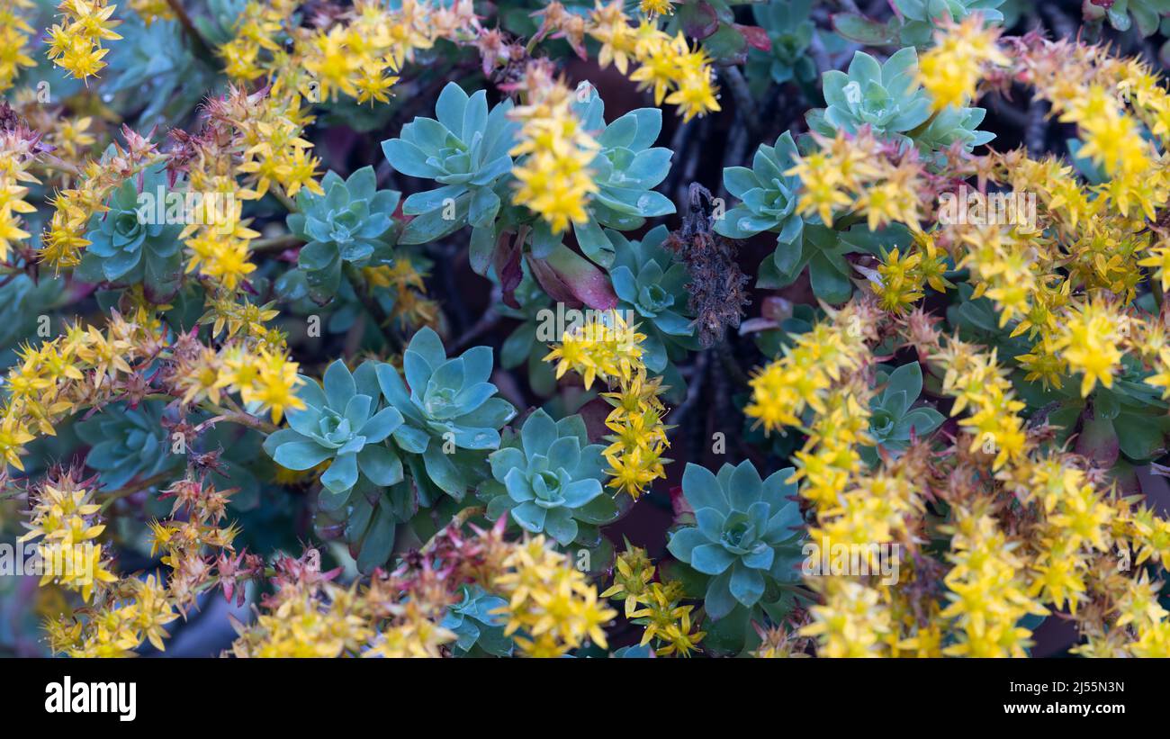 Close-up view of Yellow Flowering Succulents. A variety of cactus, also known as succulent plants. Stock Photo