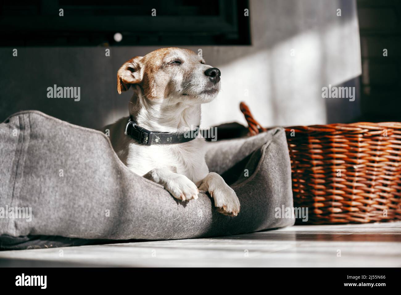 Purebred male Jack Russell Terrier lies in his bed and rests. Animal photography Stock Photo