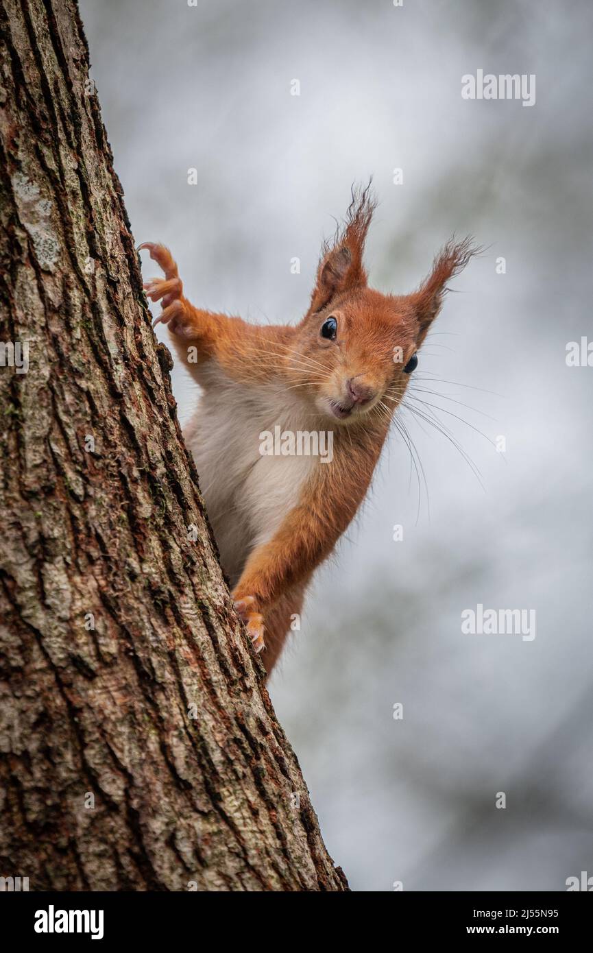 A red squirrel with its ear tufts  peeking from behind a tree trunk looking at the camera. Stock Photo