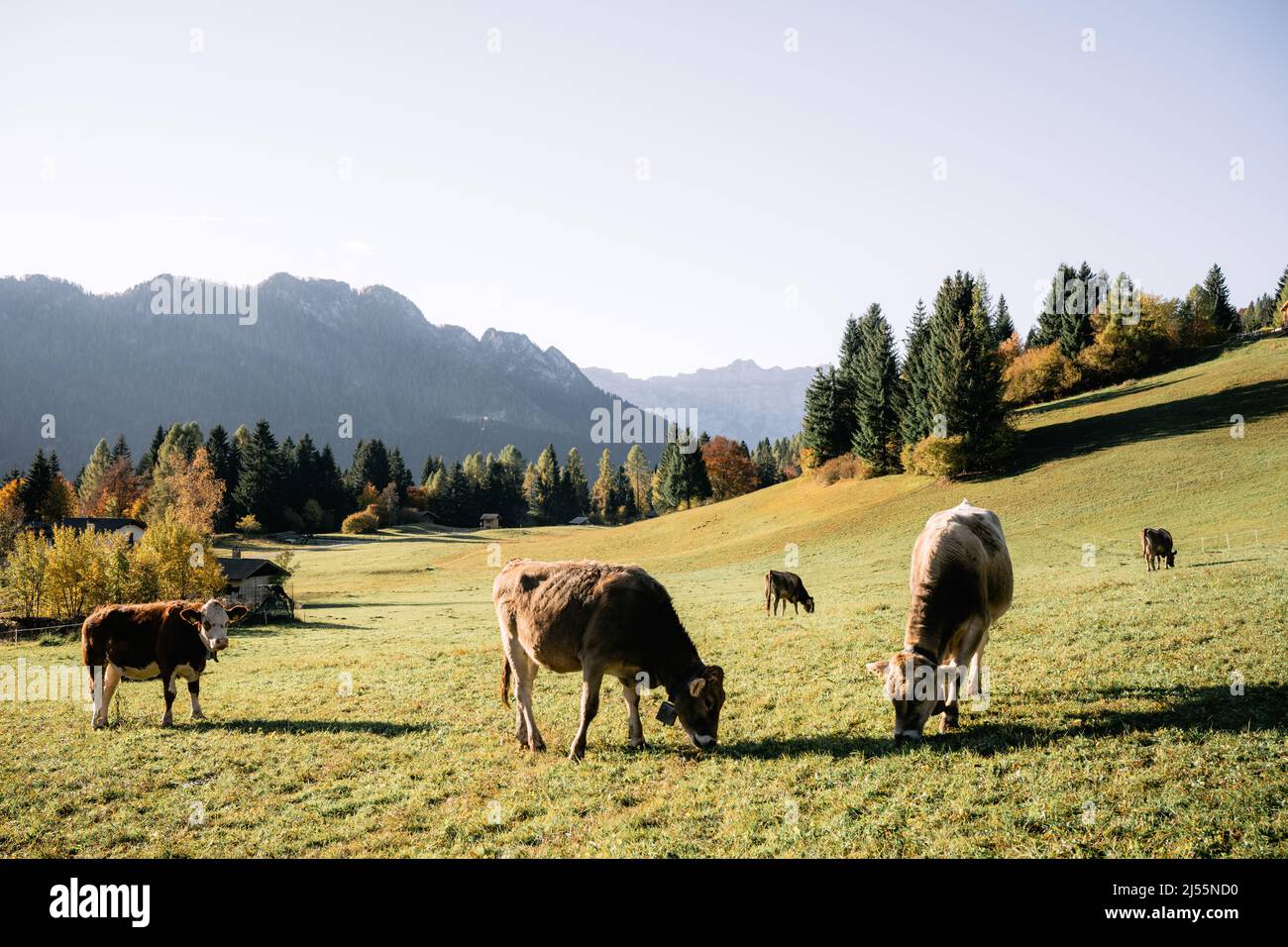 Cows in italian Dolomite Alps at autumn time. Piereni in Val Canali, Paneveggio natural park, Trentino, Dolomites, Italy. Landscape photography Stock Photo