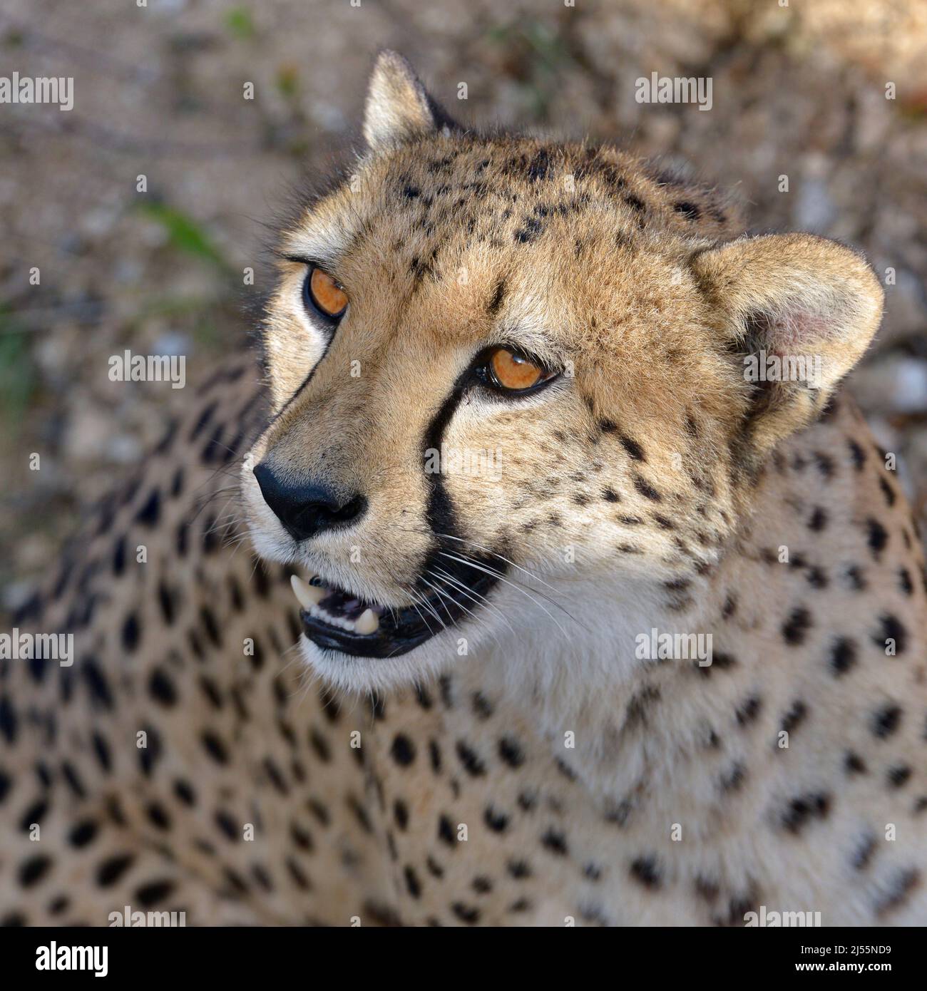 Portrait of African Cheetah (Acinonyx jubatus) looking up Stock Photo