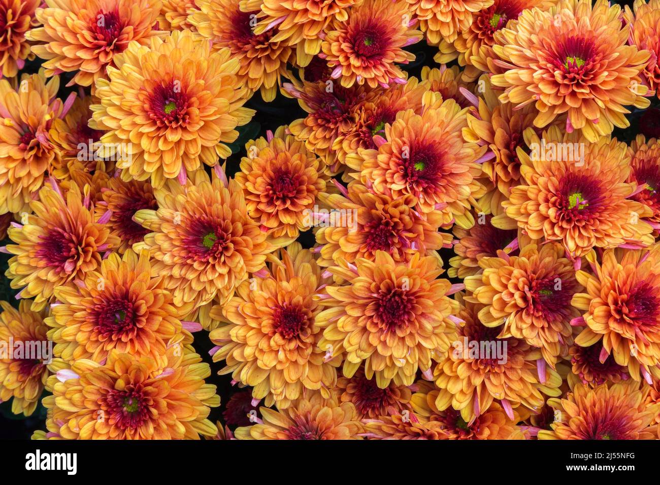 Orange red coloured flowerheads hi-res stock photography and images - Alamy