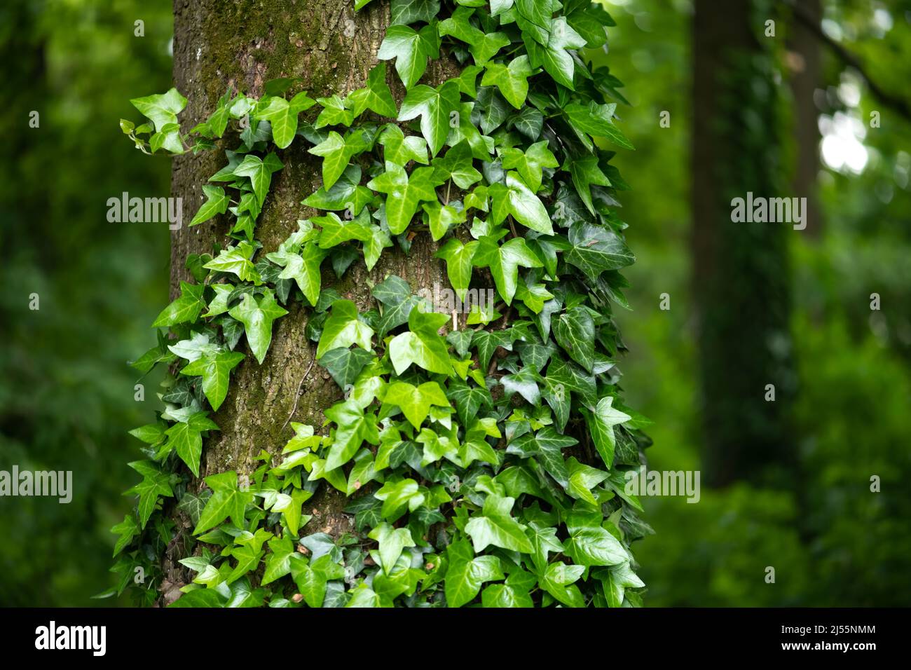 A fragment of a tree trunk with gray bark, covered with vines of juicy green ivy leaves. Natural and organic background. Stock Photo