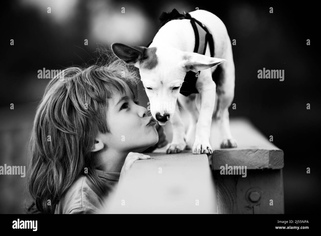 Portrait child boy kiss puppi dog. Friend pet. Funny photo of happy child hugging beautiful puppy dog. Stock Photo