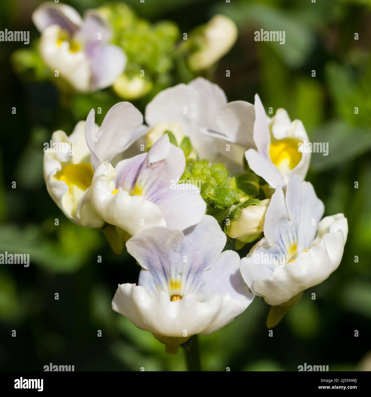 Nemesia 'Easter Bonnet' flowers in springtime UK Stock Photo