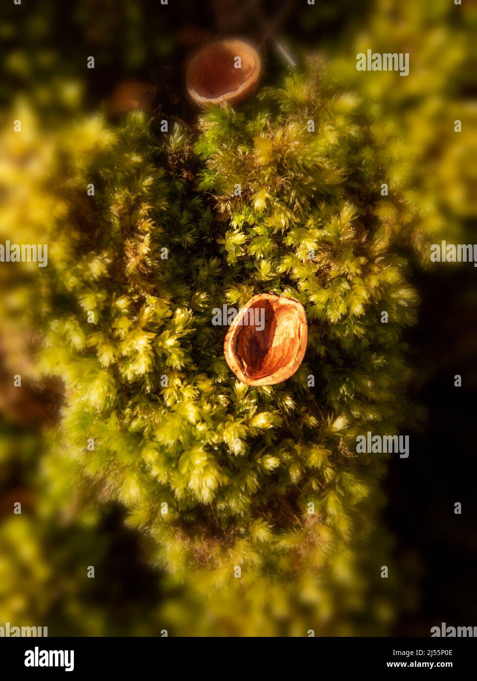 Natural patterns and textures in the environment, intimate landscape