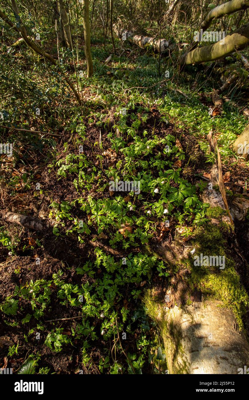Natural patterns and textures in the environment, intimate landscape ...