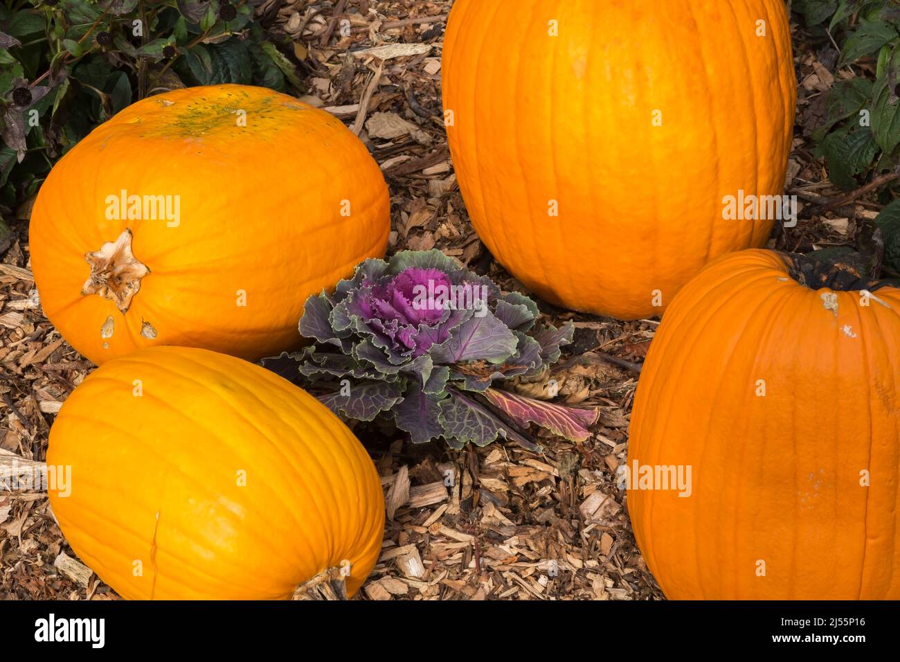 Decorative display of orange Cucurbita Pumpkins and purple Brassica