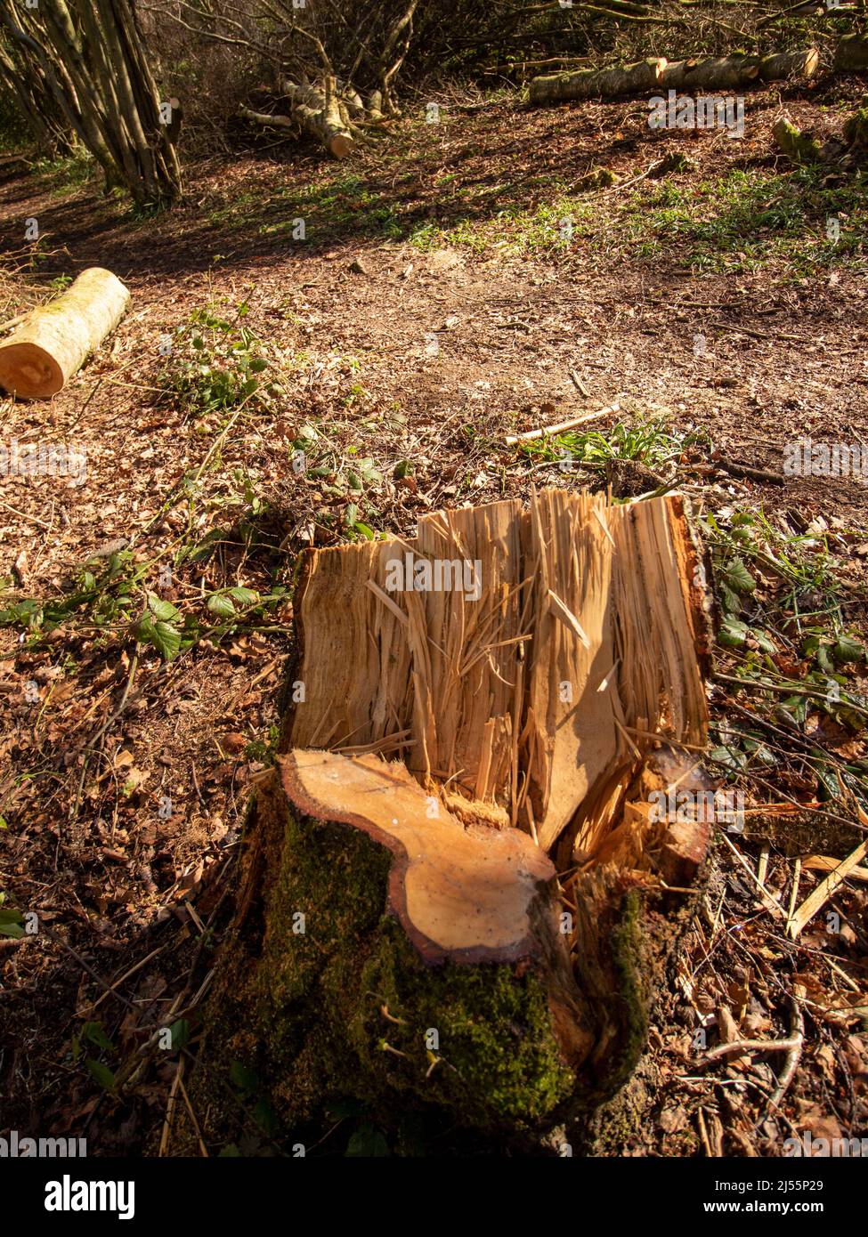 Fall Stumps Tree stumps remaining as a result of forest management in a wider ...