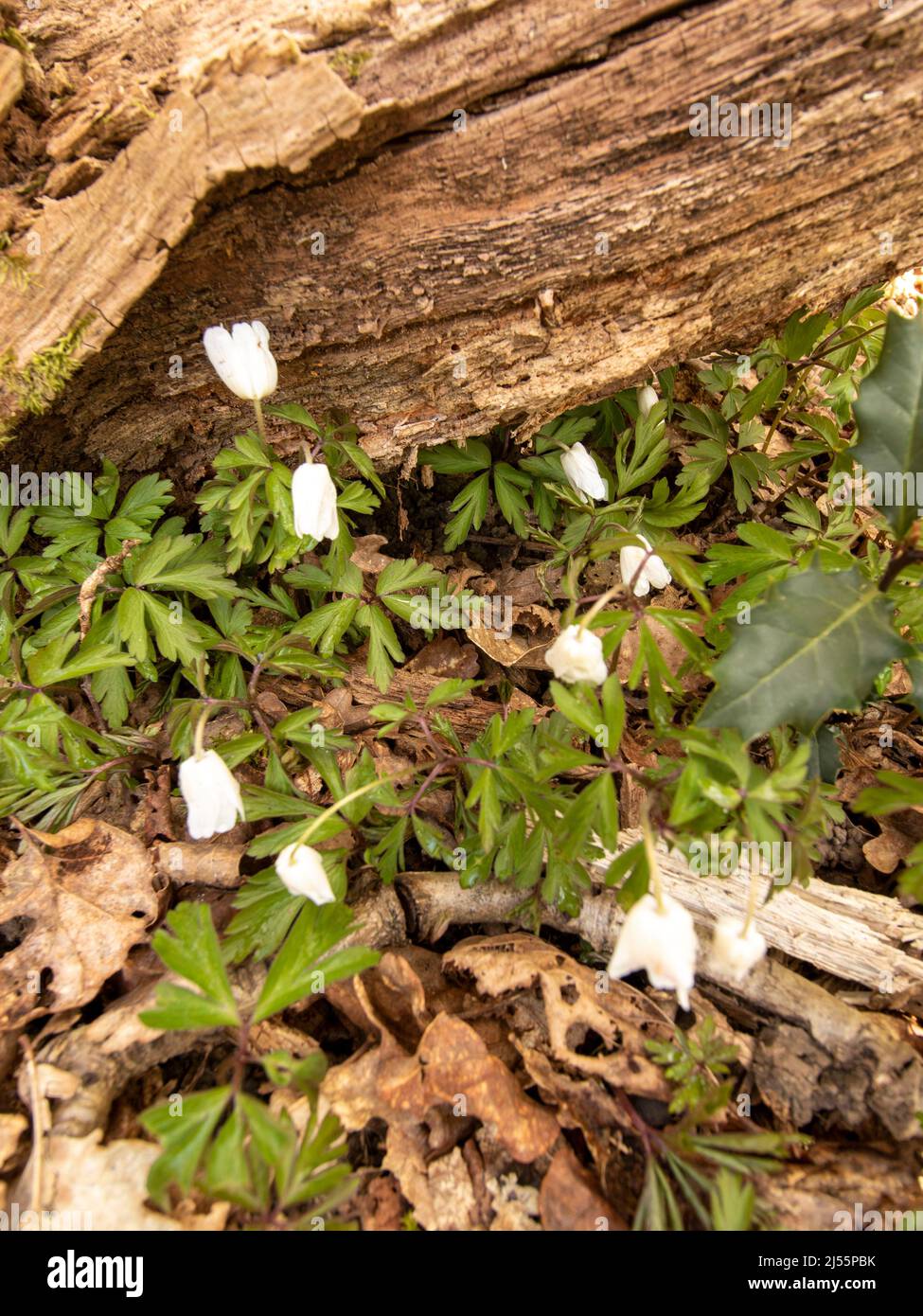 Wood anemone, close up of flower shown in natural habitat, good spring