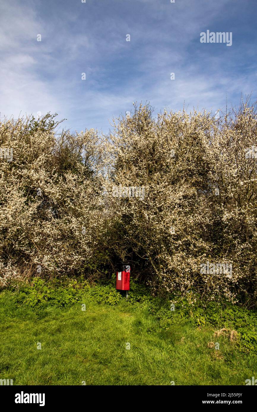 Prunus spinosa, blackthorn, flowering in late spring sunshine in England Stock Photo