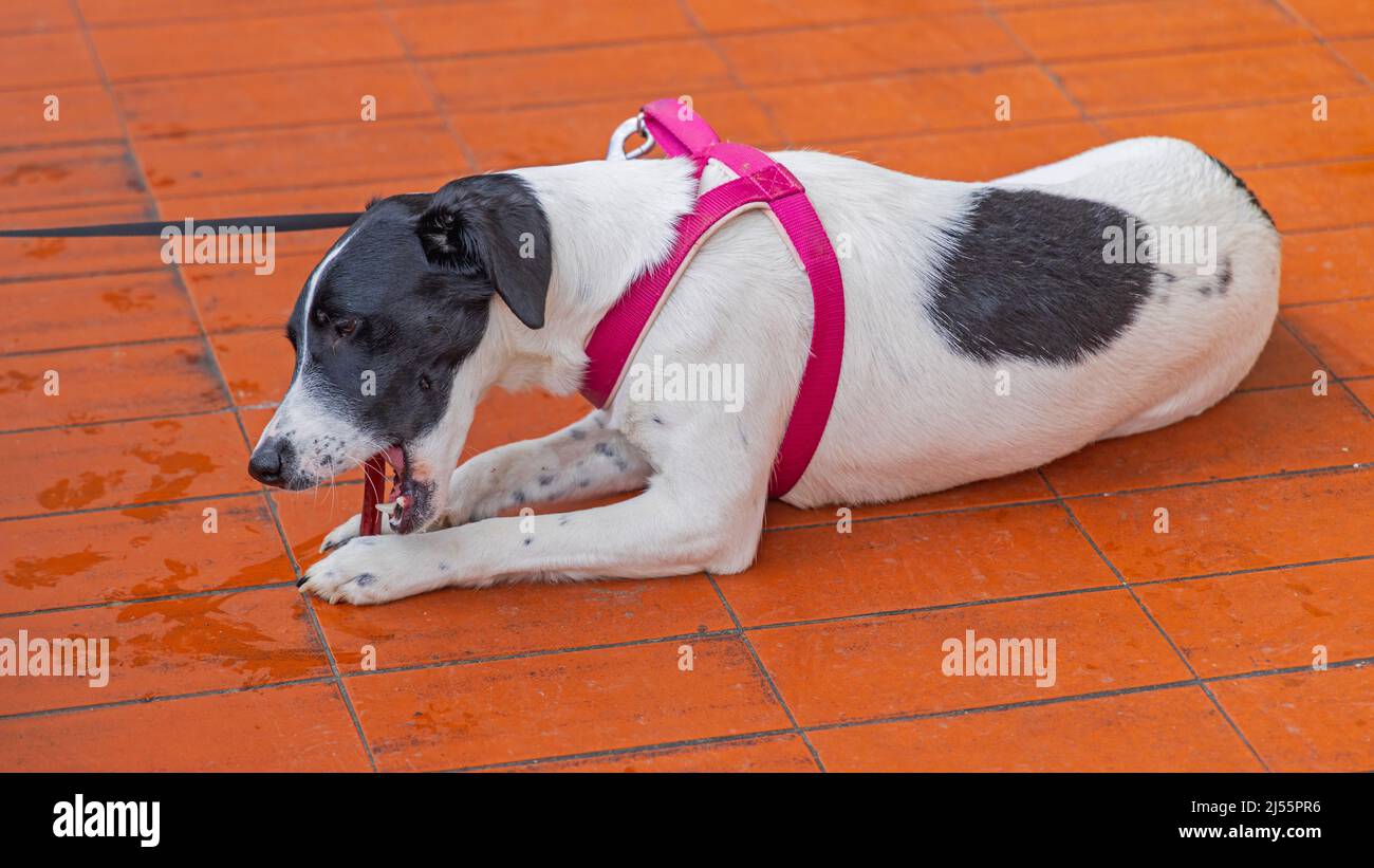 Jack chew hires stock photography and images Alamy