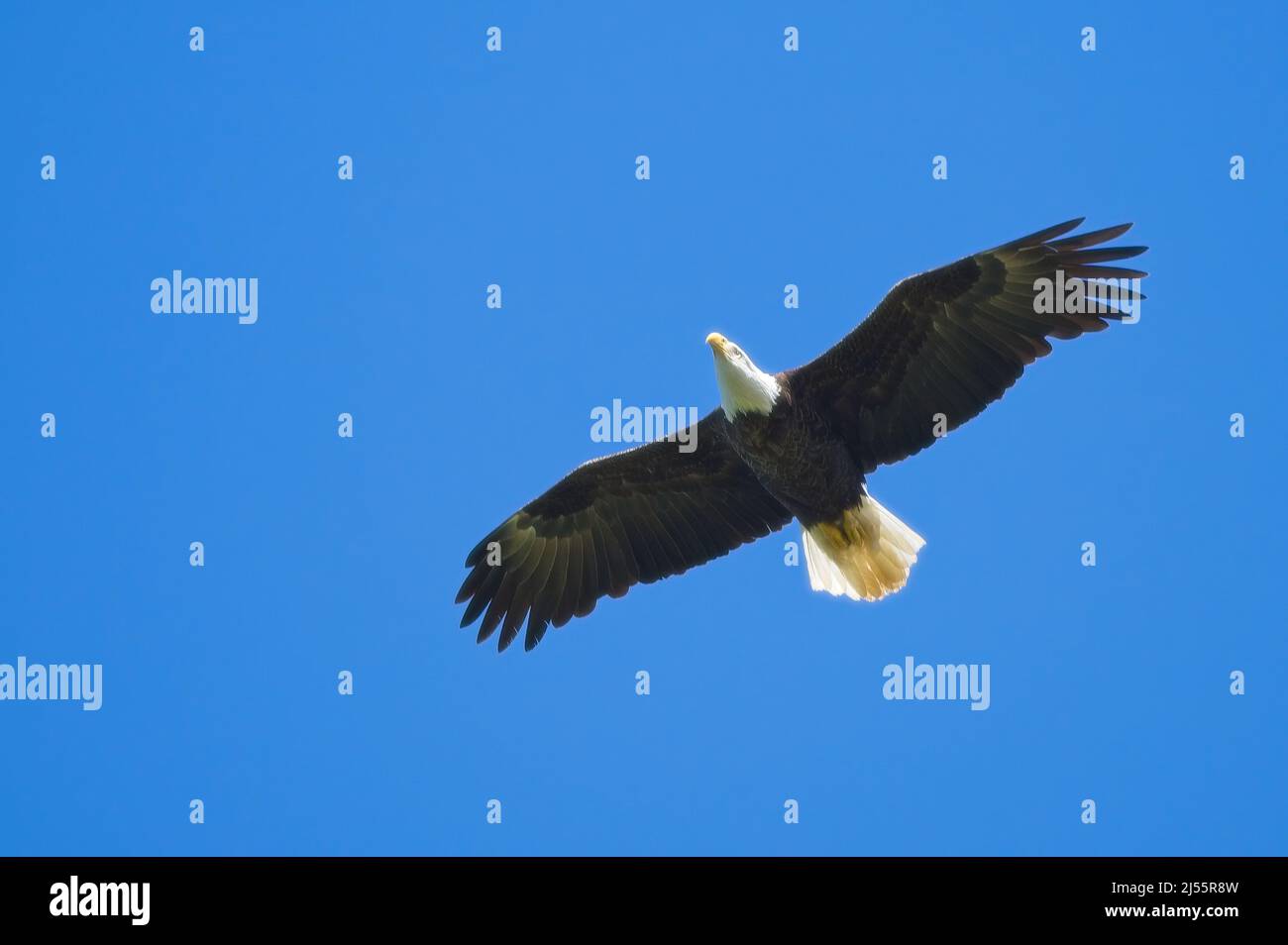 A Bald Eagle soars in the clear blue sky of Mississippi Stock Photo Alamy