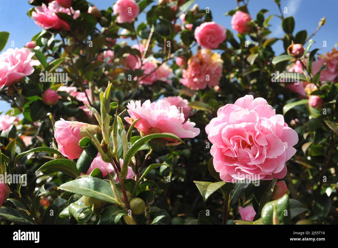 PINK CAMELLIA TREE WITH BLOOMS RE GARDENING COLOUR PLANTS SPRINGTIME GROWING GARDENING ETC UK Stock Photo