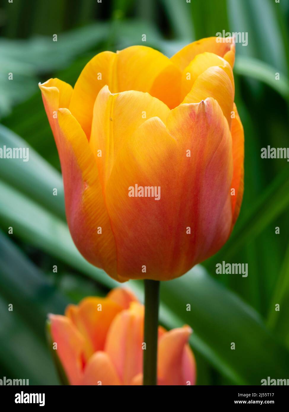 Flower of the spring blooming red and orange Triumph tulip, Tulip 'King's Orange' Stock Photo