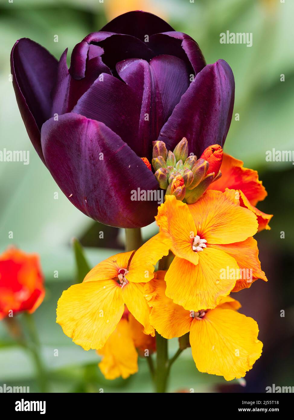 Classic spring garden colour combination of Tulip 'Queen of the Night' and biennial wallflower 'Orange Bedder' Stock Photo