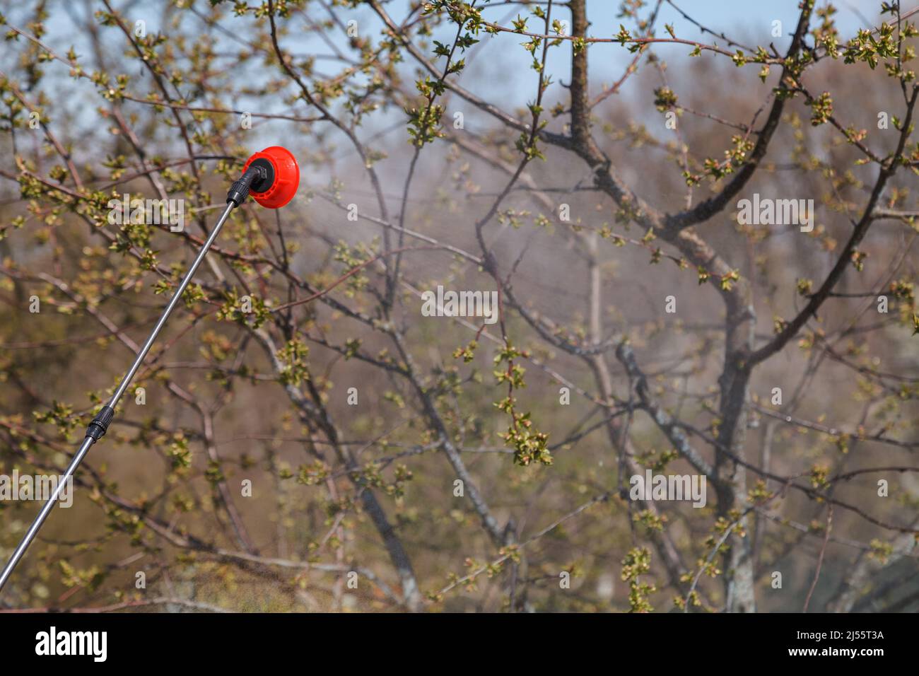 Spring treatments of trees with pesticides, pest control Stock Photo ...