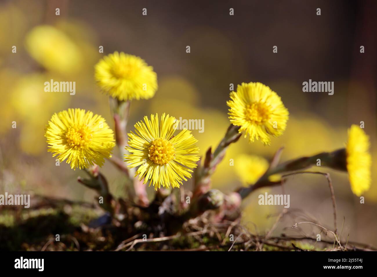 Coltsfoot flowers on a glade in spring forest. Blooming mother and stepmother at april Stock Photo
