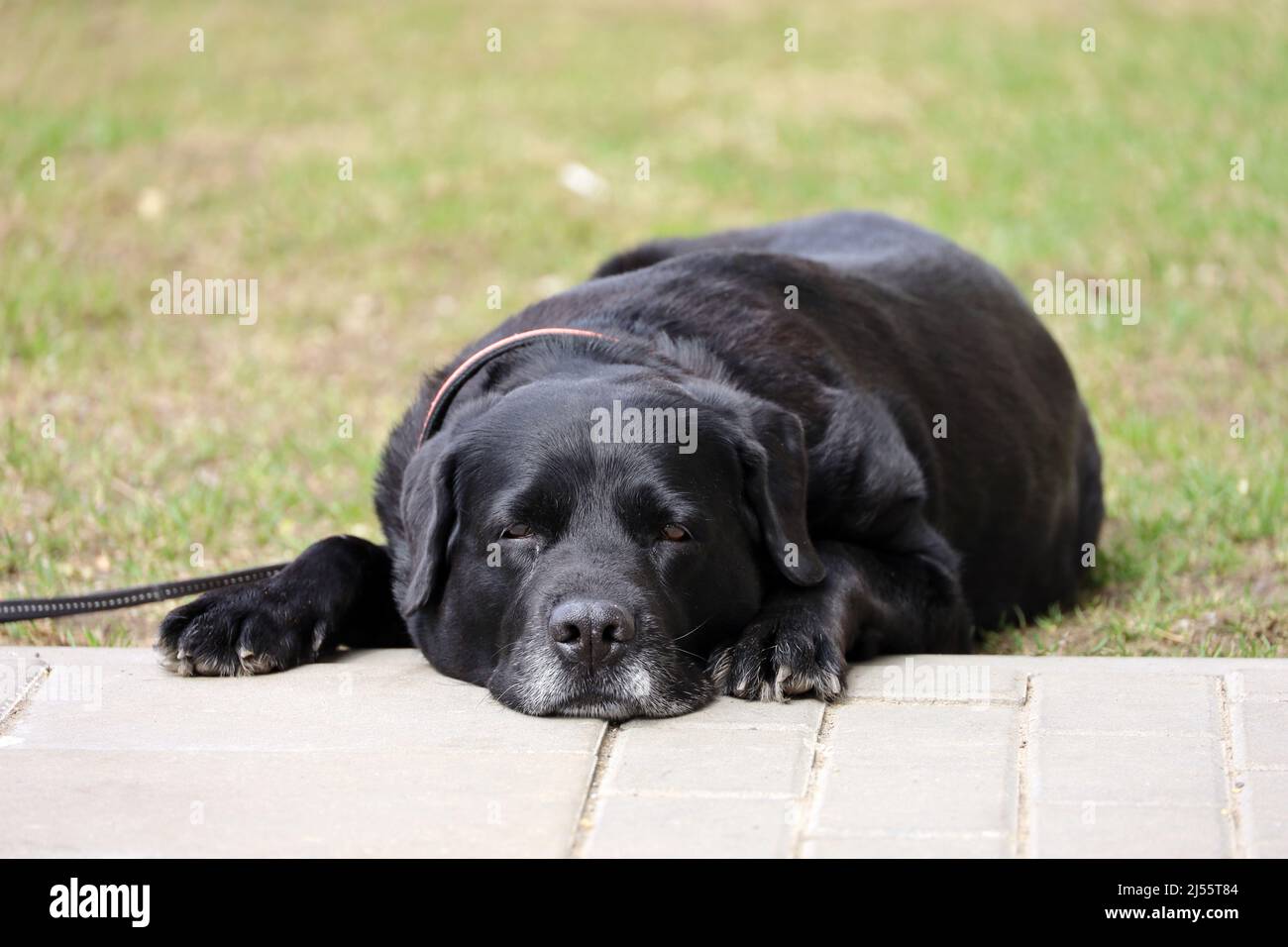 Labrador retriever lying on a lawn. Black dog wearing a collar waiting for the owner on a street Stock Photo