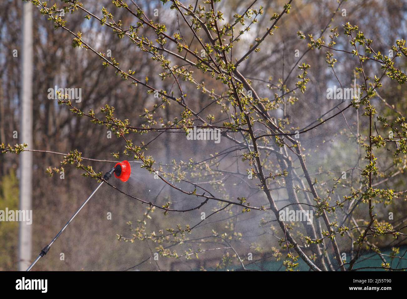 Spring treatments of trees with pesticides, pest control Stock Photo ...
