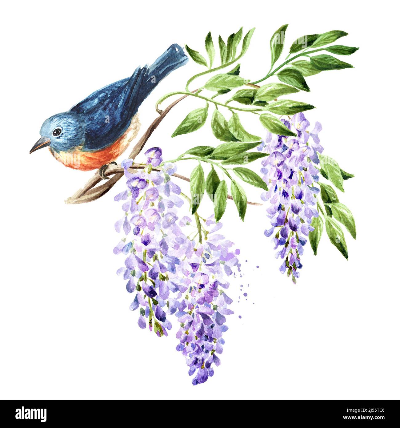 Bird sitting on a flowering wisteria branch, Spring concept. Hand drawn watercolor illustration isolated on white background Stock Photo